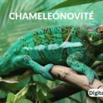 chameleónovité