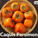 caquis persimon