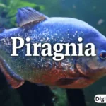 piragnia
