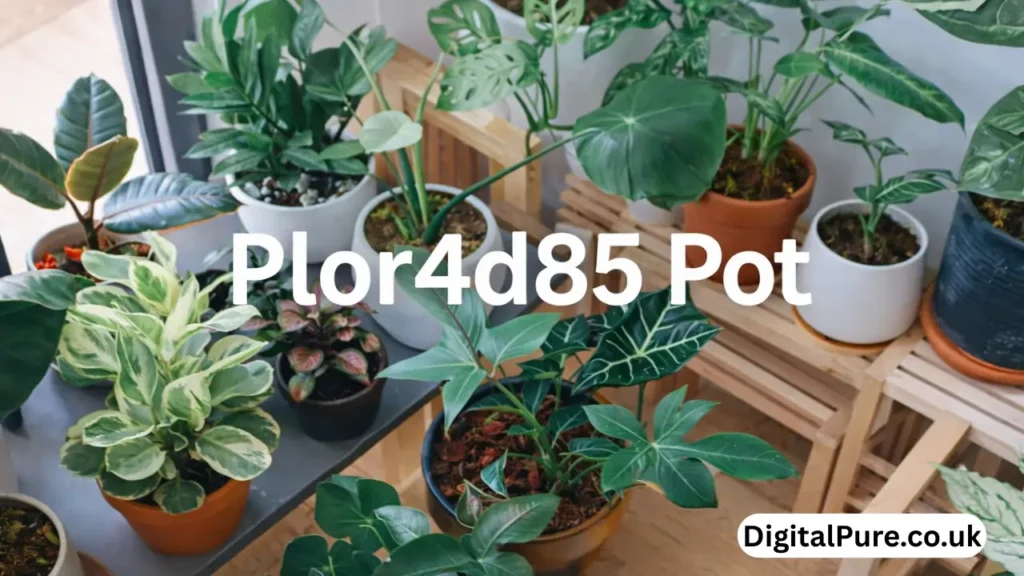 plor4d85 pot