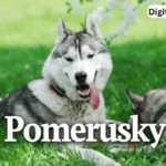 pomerusky